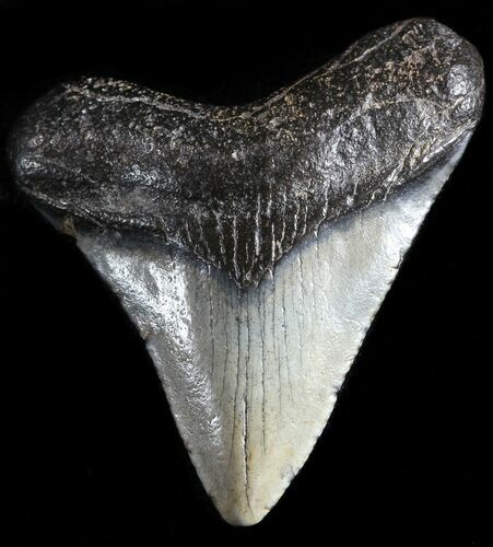 Juvenile Megalodon Tooth - South Carolina #49970